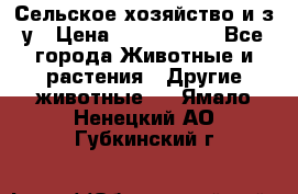 Сельское хозяйство и з/у › Цена ­ 2 500 000 - Все города Животные и растения » Другие животные   . Ямало-Ненецкий АО,Губкинский г.